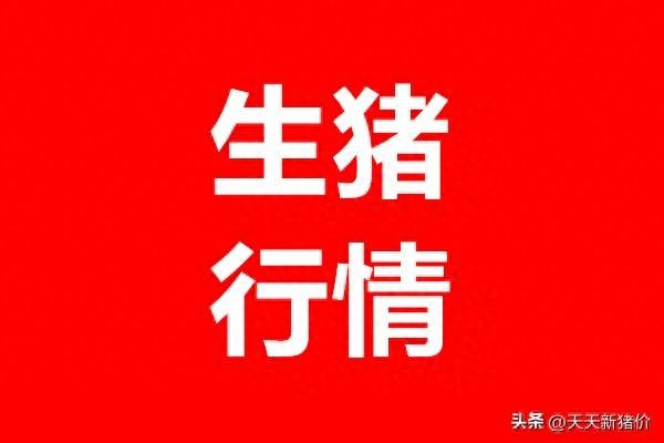 猪价突变！11.12 全国各地猪价信息 警惕！养殖户卖猪遭遇电信诈骗 